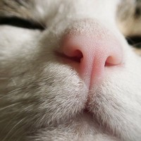 猫の『鼻』が乾いていたら体調が悪いって本当？鼻が乾く3つの原因と、乾燥対策