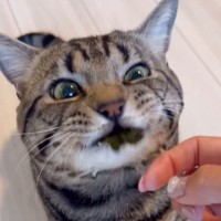 海苔を食べたら口の裏にくっついてしまった猫→「表情がアニメすぎる」「全然食べれてないｗ」と想像以上の反応が85万7000再生の大反響