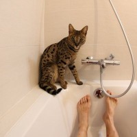 愛猫があなたや家族を『守っている』ときの4つの行動　見られたら仲間認定の証？