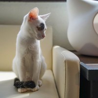 猫が『しっぽでくるりと前足を隠している』ときのワケ3つ　かしこまったポーズで何が言いたいの？