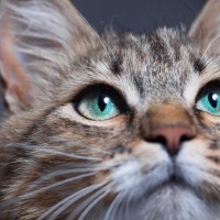 猫の顔から『オス・メス』を見分ける4つのポイント　実は性別ごとにこんな特徴があった！