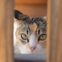 猫の信頼を失う『飼い主のNG行為』5選　猫の不信感を取り去るために取るべき対策は？