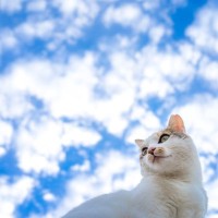 愛猫の生涯を守る『終生飼養』の心得3選　飼い主の責務を全うするために考えておくべきこと