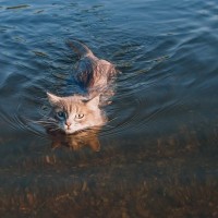 ハリケーンによる大洪水で流された愛猫　9つの命を使い果たし、自力で戻ってきた！米国