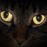 「猫の目」をお手本にして開発された、新しい視覚システムが話題に　韓国