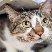 これは怒れない…愛猫の『憎めない行動』4選　猫飼いさんには“あるある”な、つい許しちゃう行為とは？