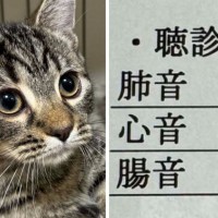 検診にいった猫、『肺と心臓の音が聴こえない』と告げられて…まさかすぎる理由が970万表示の大反響「機嫌よくて草」「仕方ないｗ」