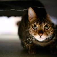 『身を隠す猫』にしてはいけない3つの禁止事項　隠れる猫の心理を知って正しい対応を