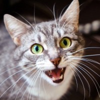 猫にまつわる『よく聞くウワサ話』5選　猫は一生で一回しゃべるってホント？