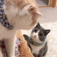 猫のバトルが始まった結果…まさかの『奥にいた猫の表情』が59万7000再生「シュールすぎるｗｗ」「自分にやられたくらいの顔ｗ」