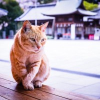 愛猫の『七五三』をするなら…お祝いアイデア3選　何歳のときが最適？何をすればいい？