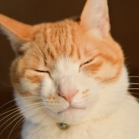 猫が『まばたき』をするときの3つの理由　目の異常を知らせるサインのことも？