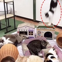 『お昼寝中の猫達』一匹の猫が"やらかして"…まるで『ビリヤード』みたいな光景に爆笑「本人もビックリw」「スローでみたいｗ」53万再生