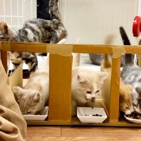 子猫４匹が"ごはん争奪戦"を開始→無法すぎる食事風景がまるで『戦国時代』と話題に「綺麗に並んだと思いきや…ｗ」「わちゃわちゃｗｗ」