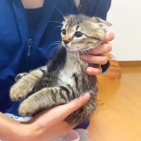 『子猫の4兄弟』を一匹ずつケージに移動したら…まさかの『可愛すぎる特技』判明に「もう最強」「可愛すぎｗ」悶絶の声！21万再生の大反響