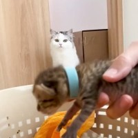 生後1週間の子猫がお家にやってきたら、先輩猫が…予想外すぎる展開が108万再生の大反響「リアクションがｗ」「大好きすぎるｗｗ」