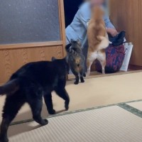 大好きなおばあちゃんがお泊りに来たら、猫と犬が……「いい人なのが伝わる」「心が温かくなった」と『尊すぎる光景』が45万8000再生を