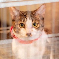 愛猫の『ケージ飼い』のいいところ・悪いところ3選　『室内放し飼い』の良し悪しも紹介