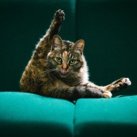 猫の『お尻がクサイ』のは普通？異常？ニオイの原因3選とお尻ケアのアドバイス