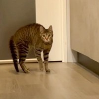 ２年前引っ越したときは『全然落ち着かなかった猫』が……予想外すぎる現在の反応に「大人に成長したって事かな」「新しい場所よりｗ」と反響続々