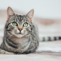 猫の命を脅かす『がん』…発症につながる危険な6つの原因と予防法