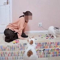 猫のいる部屋で『ドミノ1000個並べるまで帰れまセン』に挑戦した結果→とんでもない結末に「笑いすぎて涙が出てきた」「とぼけた顔ｗ」の声