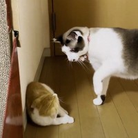 子猫とどうしても仲良くなりたい先輩猫…『さり気なく使った作戦』が可愛すぎると「優しさ100点満点」「健気さがたまらない」の声