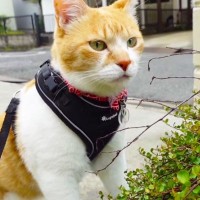 愛猫の『モーニングルーティン』を撮ってみた結果→爆笑の『臭っ』顔が9.8万回再生「時が止まるフレーメン顔」「こんなのズルいやんw」