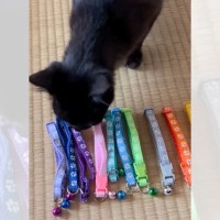 子猫に『首輪を選んでもらった』結果…まさかすぎる光景に驚きが隠せないと76万再生「よくわかってる」「真剣な姿にニヤニヤしてしまった」