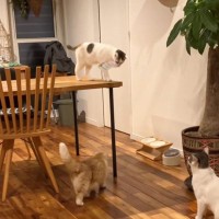 『収集癖のある猫が何かを持っていると思ったら…』思わず爆笑の"予想外すぎるもの"が97万再生「凄い角度でｗ」「支払ってもらおうｗ」