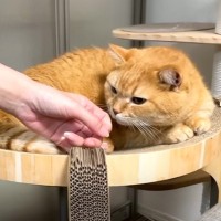 飼い主の姉が久しぶりに遊びに来たら、猫が…『予想外すぎる姿』に5万再生を突破「びっくりした」「甘えん坊のくせにｗｗ」の声