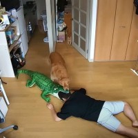 飼い主が『ワニに襲われてるドッキリ』してみたら、猫と犬が…部屋に入ってきたときの反応に「かわゆすｗｗ」「爆笑してしまった」と反響続々