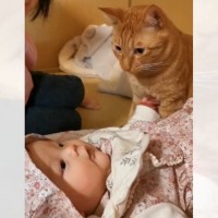 赤ちゃんがお家にやってきたら、『初めて目にした猫』が…まさかの尊い反応が32万再生の大反響「おじさんだけどときめいた」「可愛すぎる」の声