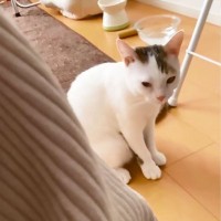 「起きたら犬が居ない…」寝起きの猫が『大好きな犬』が居ない事に気がついて→まさかの尊すぎる行動が97万再生「可愛すぎ」「ソワソワ…」