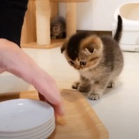 飼い主がご飯のお皿を片付けようとしたら、子猫が…『思わずニヤける』可愛い反応が53万2000再生「1時間ぶっ通しでも見てられる」「天使」