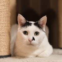 猫が『メンタルの不調』を抱えている4つのサイン　心が辛いときにできることは？