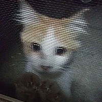 『家の中をジィーっと覗く猫』出会って5年が経過→現在の様子が……"大切な家族"に成長した猫へ「ご縁だね〜」「ずっと幸せにね」の声