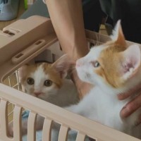 保護猫として迎えられた『小さくて細かった2匹の子猫』→1年の姿が……劇的な変化に癒やされる人続出「可愛すぎる」「仲良しで微笑ましい」