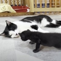 『生まれたばかりの赤ちゃん猫』が近づいてきたら、元野良猫が…まさかの対応に「本当に尊い」「立派なお兄さんに」と29万7000再生を突破