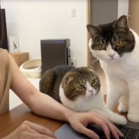 仕事中にかまちょが止まらない2匹の猫→『箱』を置いてみたら…微笑ましすぎる光景が23万8000再生「参加してて草」「一生見てられる」