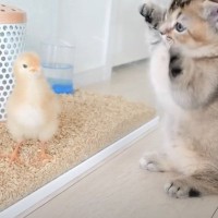 ヒヨコと１日中遊び続けていた子猫が……尊すぎる『まさかの結末』が62万再生の大反響「可愛いの渋滞」「本当に仲良しで癒やされた」の声