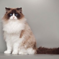 『抜け毛が多い』と言われる猫種4選　それぞれの特徴と、お世話の注意点