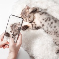 愛猫の『動画』を上手に撮影するためのポイント4選　アングルや便利な機能などを解説