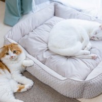 猫が『猫ベッドで寝てくれない』ワケ3選　せっかく用意したのに…あきらめるしかない？