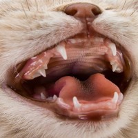 愛猫の『口腔環境』をいい状態にキープする3つの対策　健康なお口はどんな状態？