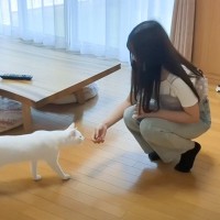 3ヶ月ぶりに帰省した娘→家にいる猫と『再会』したら…微笑ましすぎる光景が40万1000再生「まるで思春期の男の子ｗ」「素敵だなぁ」と話題