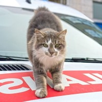 「救急車搬送センターに住む老猫」追放の危機を救ったのは、人々の熱意と支援だった　英国