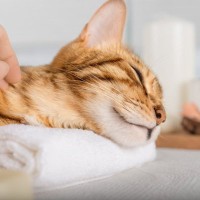 猫も『肩が凝る』ことがある！考えられる原因と飼い主さんがやってあげられるケア3選