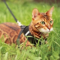 猫の『お散歩』は危険もいっぱい　外に連れ出すことの5つのリスク　室内でできる発散法も