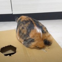 ダンボールに穴をあけて猫と遊んだ結果→まさかの『入り方』に「2匹とも豪快すぎるｗｗ」「綺麗に入ったところツボｗｗ」と12万再生を突破